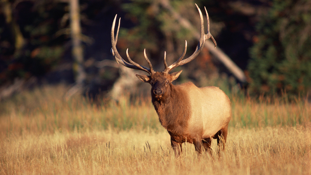 Illustration for article titled 7 Ways A Single Riled-Up Elk Could Completely Reshape This Election Before November